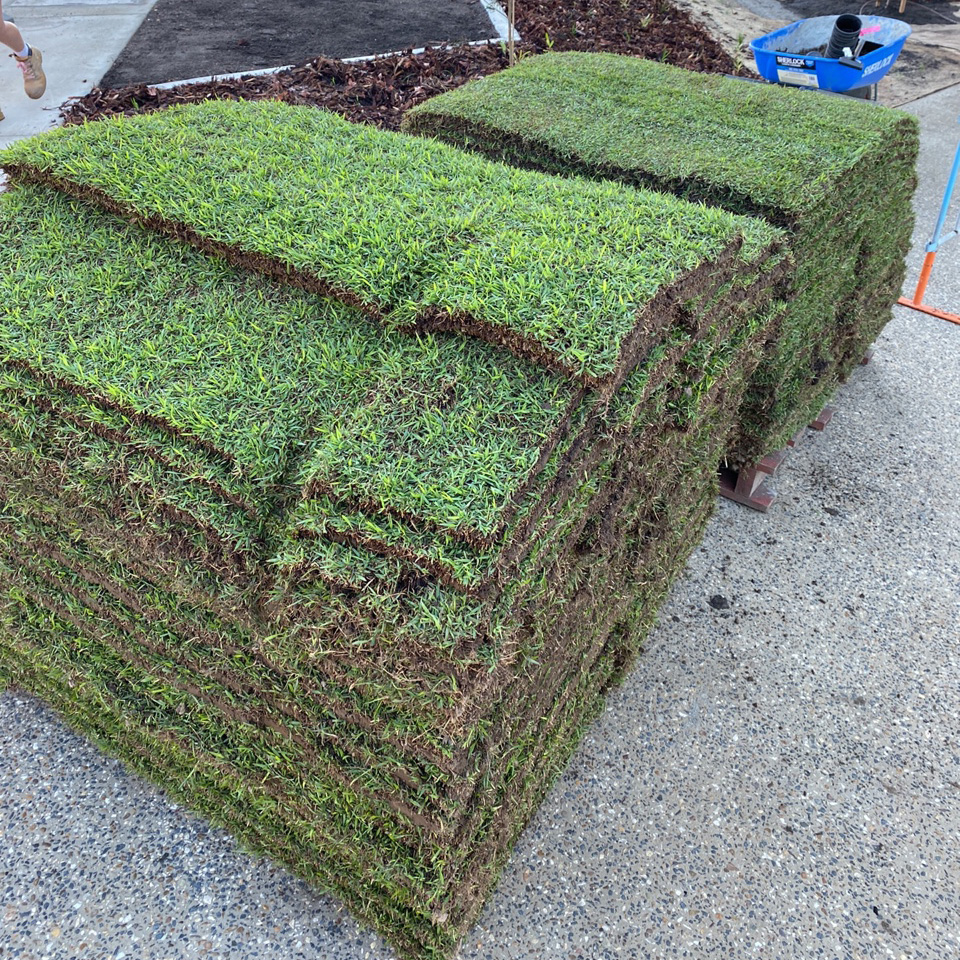 Blue Couch Blue Couch grass