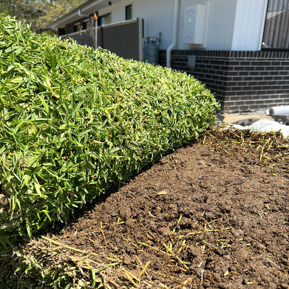 Empire Zoysia Empire Zoysia grass