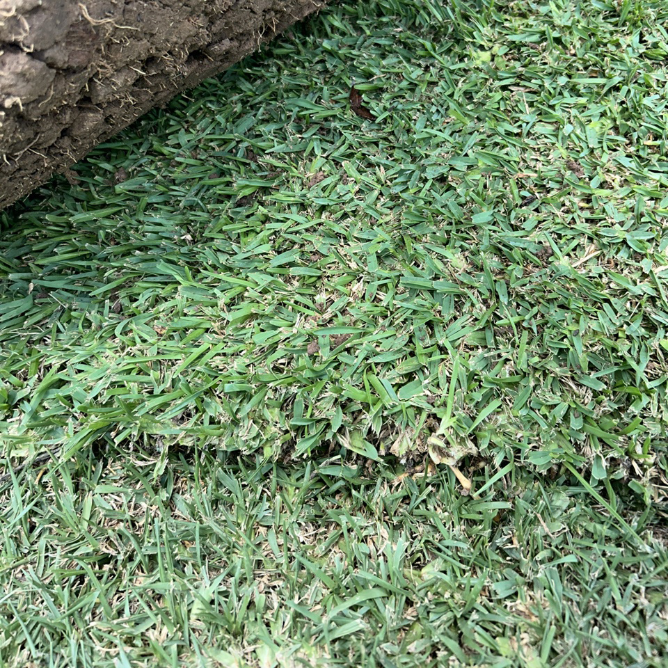 Sapphire Buffalo grass Sapphire Buffalo grass