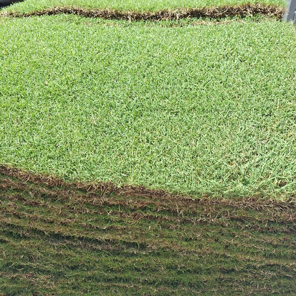 Wintergreen Couch grass Wintergreen Couch grass