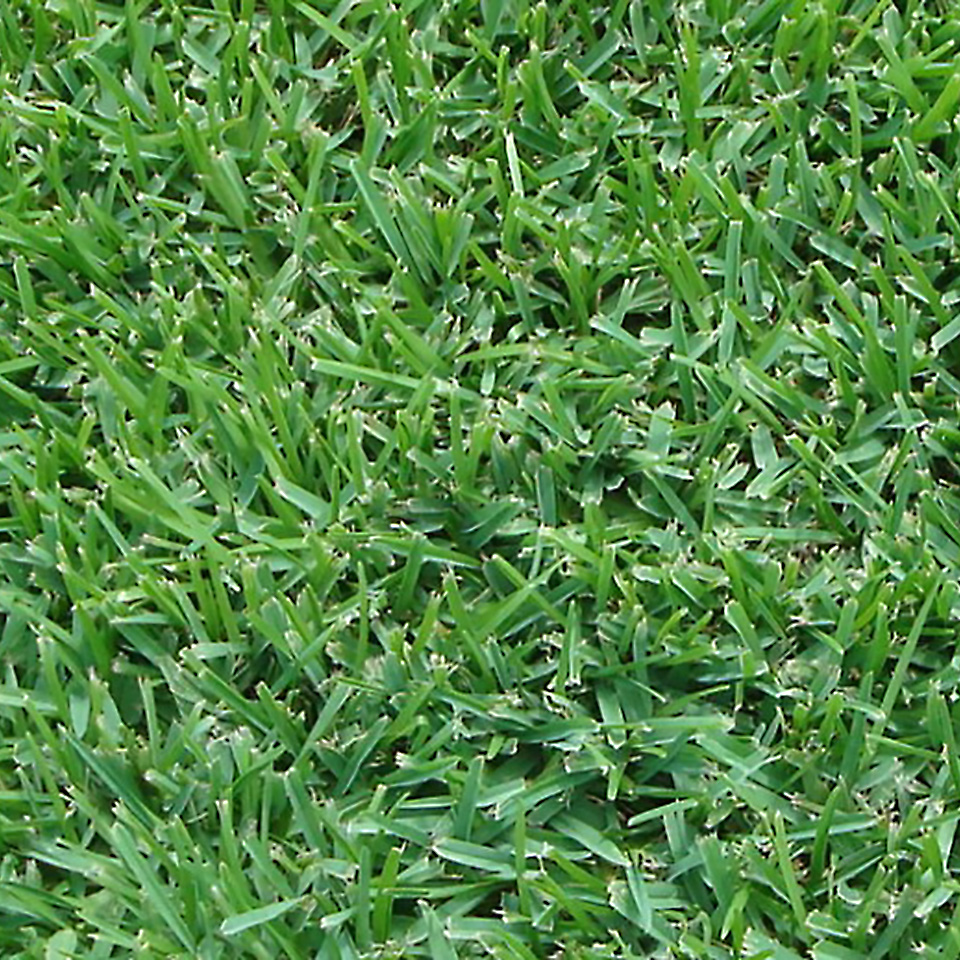 Sapphire Buffalo grass Sapphire Buffalo grass